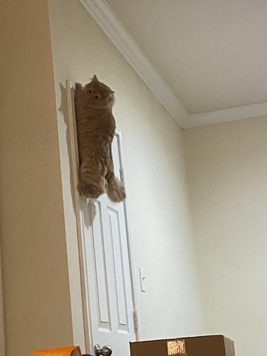 A cat climbs a wall like a monkey.