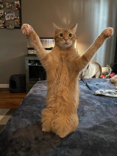 An orange cat is standing up like a human with their front paws raised.