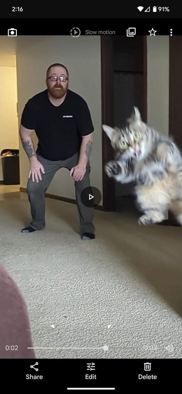 A cat jumps towards the camera, and their human is in the background.