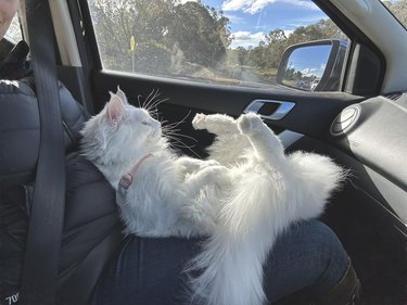 A cat is in a car sticking their paws up in the air.