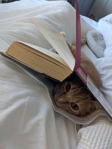 cat sleeping in dust jacket of book