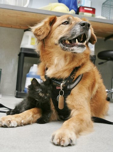 Old dog laying on floor with little black kitten