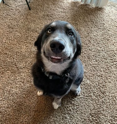 dog flashes toothy smile for photo
