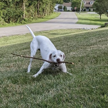 large white dog holding a stick in a play bow position looking playful