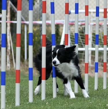 border collie dog going through agility course