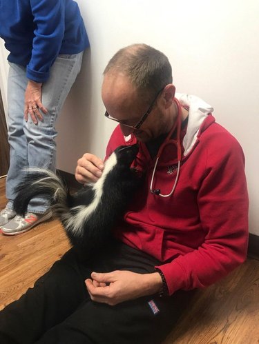 A veterinarian greets a skunk.