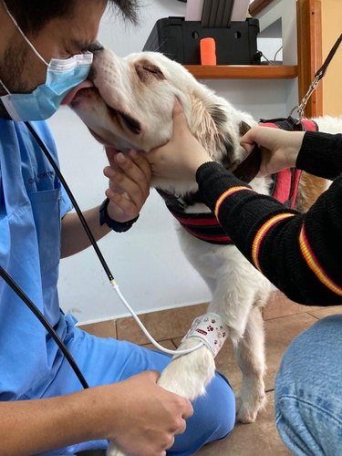 dog kisses veterinarian during check-up