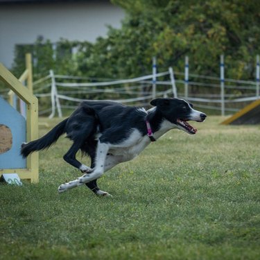 black and white dog running on a field next to agility equipment