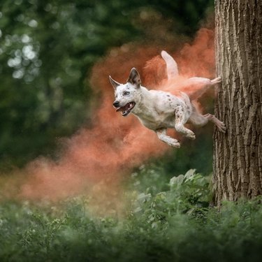 spotted dog jumping against a tree in a forest