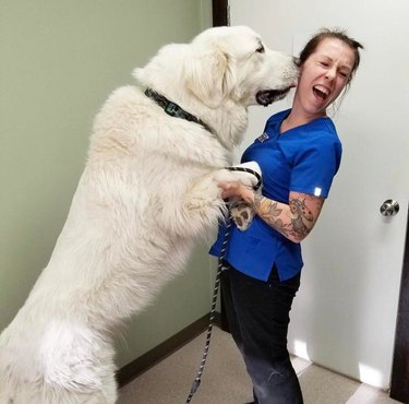 A big dog thanks a veterinarian with kisses.