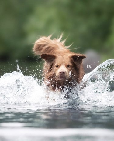 action shot of brown dog running through water