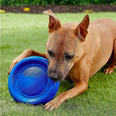 A brown bully breed dog chewing on a blue Starmark Easy Glide DuraFoam Flying Disc