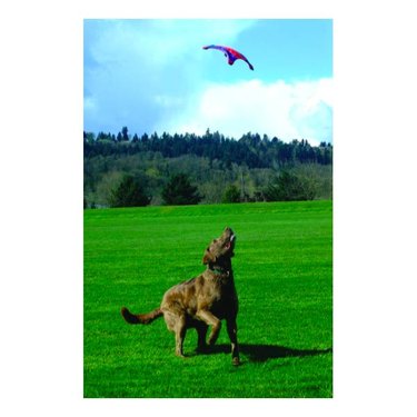 A brown dog in a field of green grass waiting to catch a Chuckit! Flying Squirrel Dog Toy from the sky