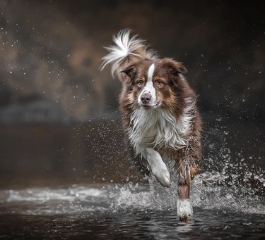 large brown and white dog running in water