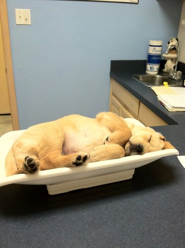 A puppy is sleeping on a scale at a veterinarian's office.