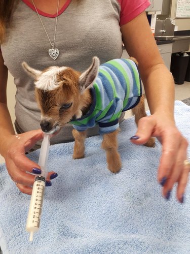 A baby goat in a sweater receives medicine from a syringe.