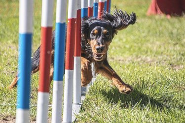 brown and black dog going through agility course