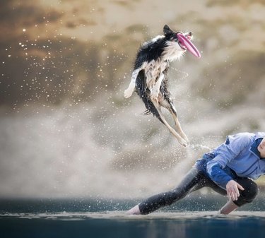 dog catching frisbee in mid air with a trainer