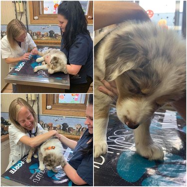 A puppy sleeps through their physical exam.