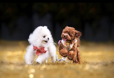 two cute small dogs running side by side