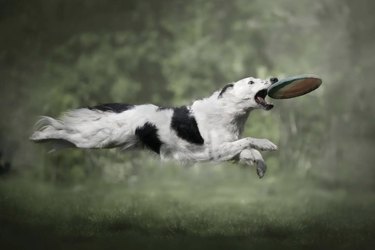 black and white dog catching a frisbee in mid air