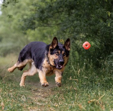 german shepherd dog chasing after a red ball