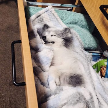 A puppy sleeps in a desk drawer in a veterinarian's office.