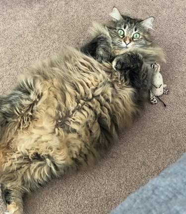 Wide-eyed fluffy cat has a glorious belly (but it's a trap).
