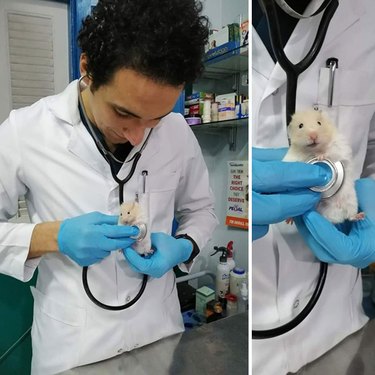 A veterinarian checks a white hamster's heart with a stethoscope.