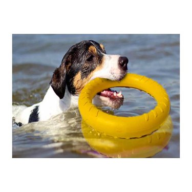 A black-and-white dog swimming with a yellow Floating Dog Ring toy in their mouth