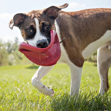 A boxer dog in a field of grass carrying a red KONG® Flyer Dog Toy