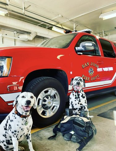 Two dalmations are sitting by a San Jose Fire Department truck.
