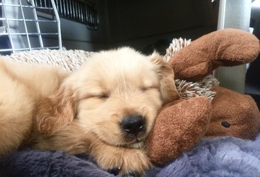 golden retriever puppy taking a nap with a stuffed animal.