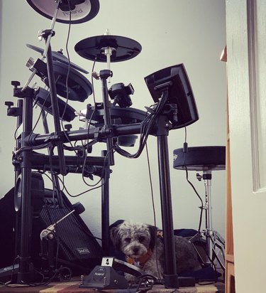 a dog lying down below a drum set