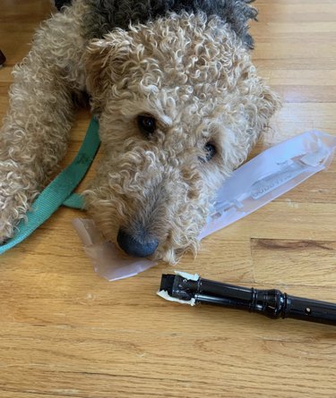 a dog with a chewed up recorder