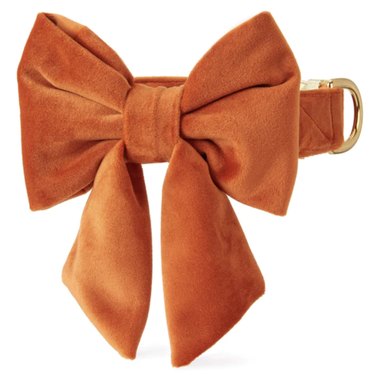 Orange velvet dog collar with a matching, feminine-style bow attached. It has gold hardware.