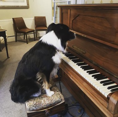 a dog sitting in front of a piano