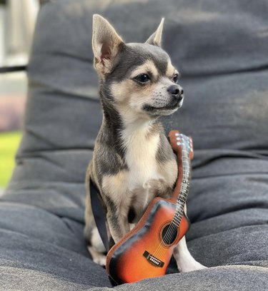 a dog with an inflatable small guitar