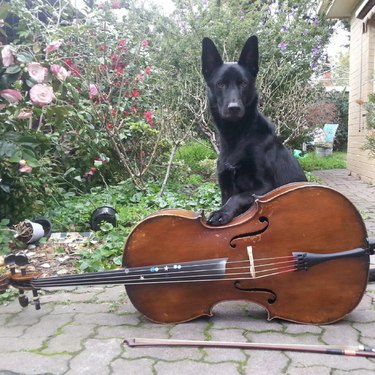 a dog standing behind a cello