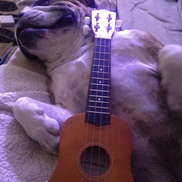 a dog lying on their back with a ukulele