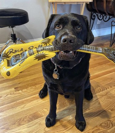 a dog with an inflatable guitar in their mouth