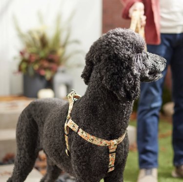 Black standard poodle wearing the Disney Mickey Mouse Fall Dog Harness. It's off-white and has fall botanical motifs along with Mickey ear images.