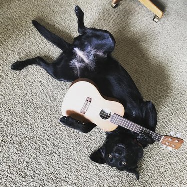 a dog lying on the floor with a guitar