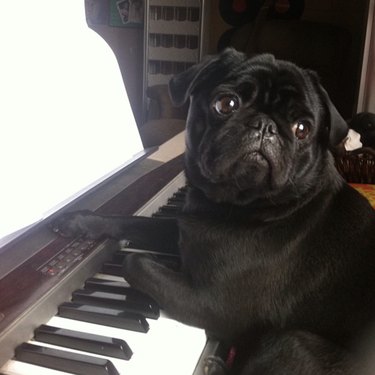 a pug sitting with their paws on a piano
