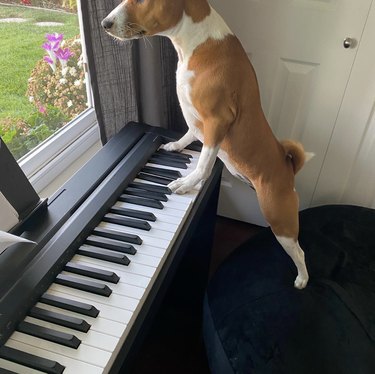 a dog standing on a chair with their paws on a keyboard
