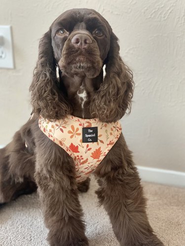Brown spaniel wearing adjustable, vest-style, autumn-themed harness. It features leaf, pumpkin, and berry motifs in fall colors.