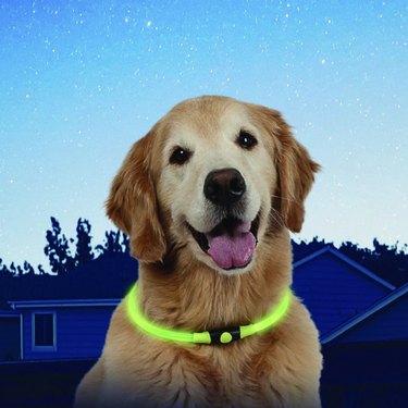 Older golden retriever against a Photoshopped night sky wearing an LED collar in yellow.
