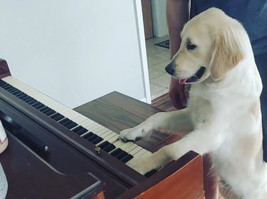 a dog with their paws on a piano
