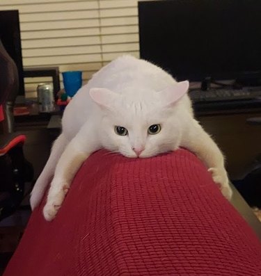 cat looks like monorail