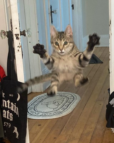 cat jumping towards person holding camera.